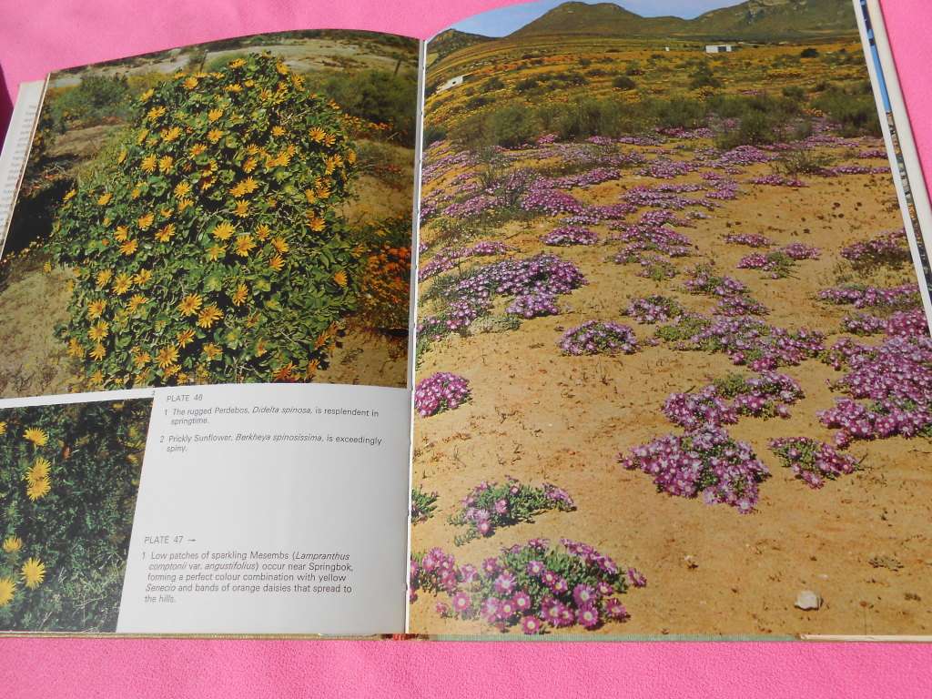 `Namaqualand in Flower`  Sima Eliovson.  Hard cover.
