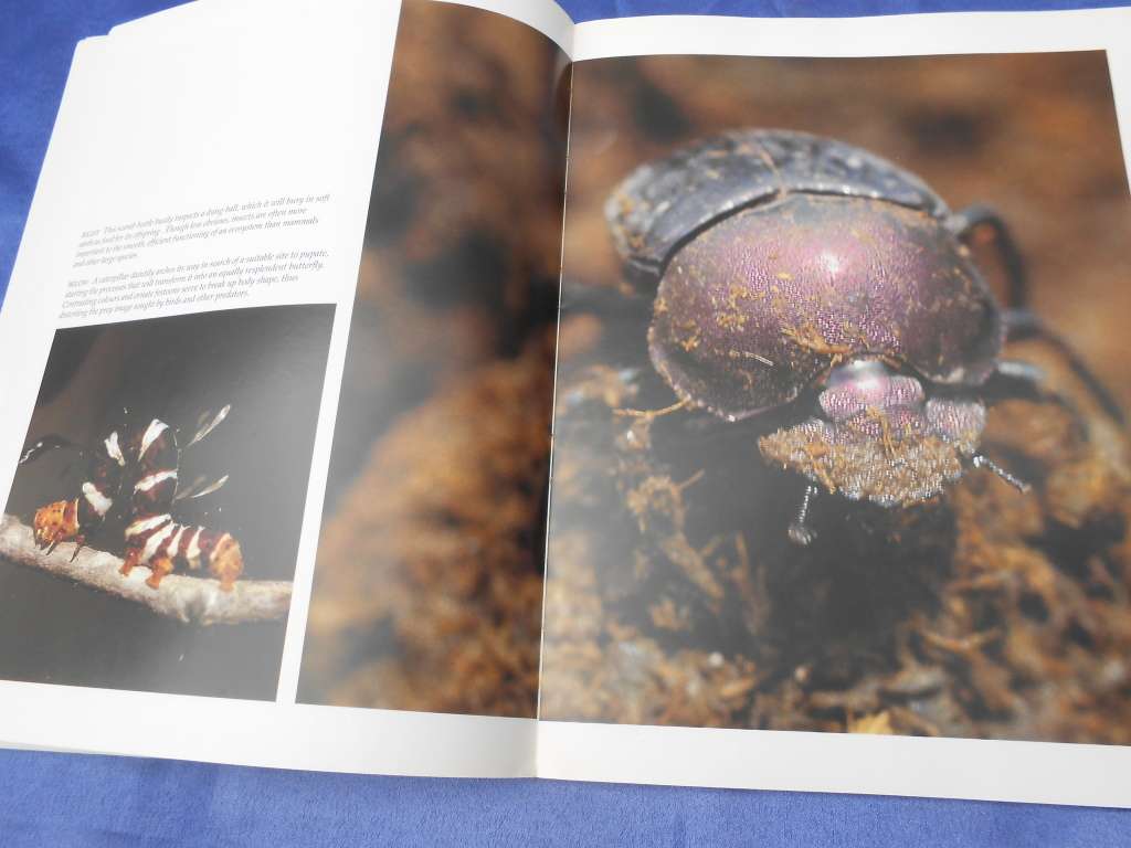 `Wildlife of the Kruger National Park and other Lowveld Reserves`  Soft cover.