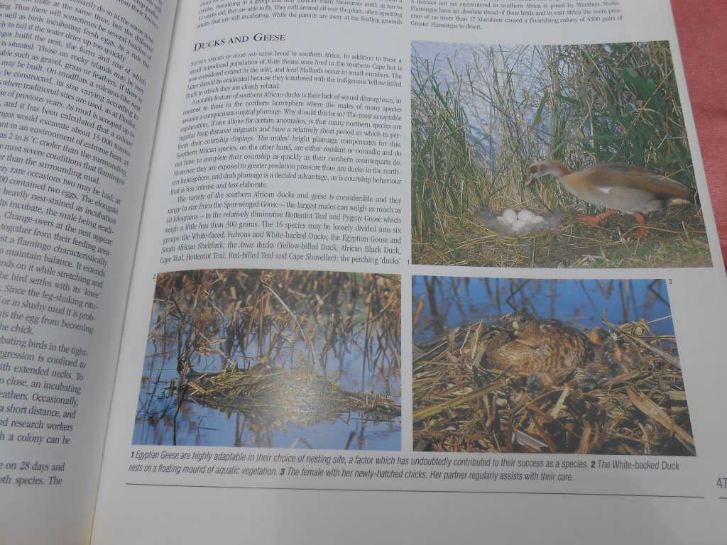 `Nesting Birds`  Hard cover.