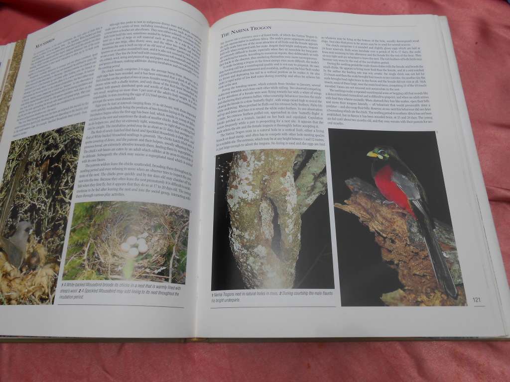 `Nesting Birds`  Hard cover.