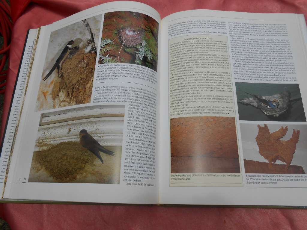 `Nesting Birds`  Hard cover.