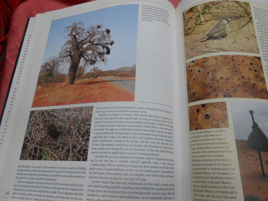 `Nesting Birds`  Hard cover.