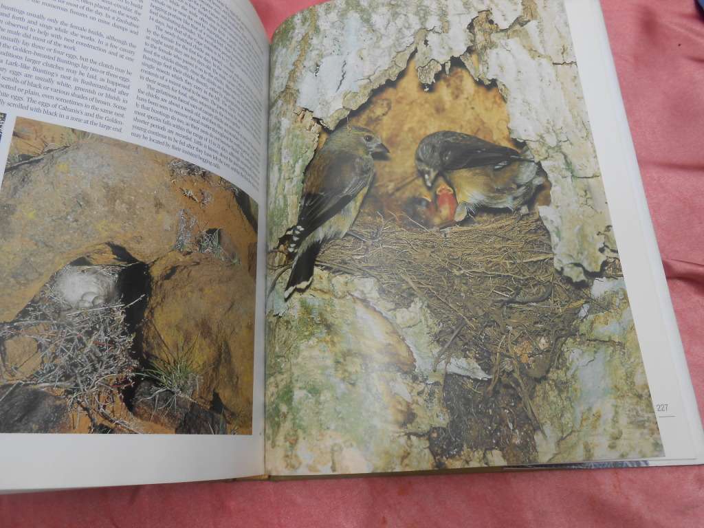 `Nesting Birds`  Hard cover.