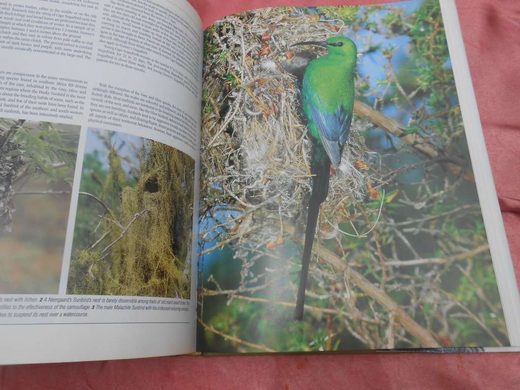 `Nesting Birds`  Hard cover.