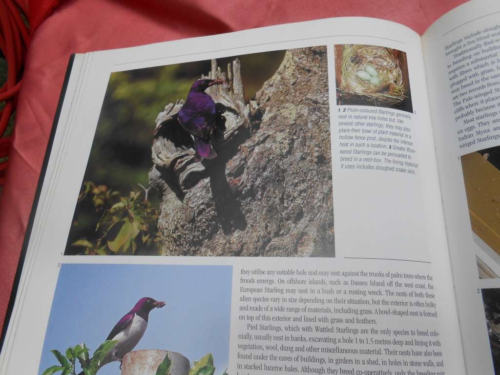 `Nesting Birds`  Hard cover.