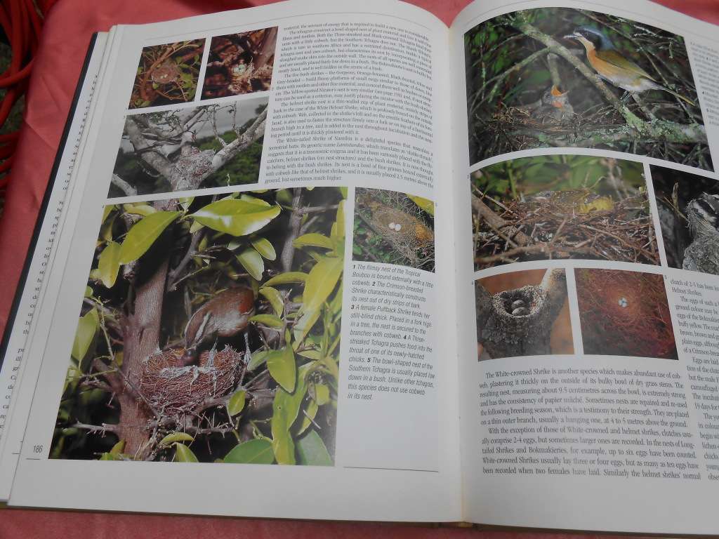 `Nesting Birds`  Hard cover.