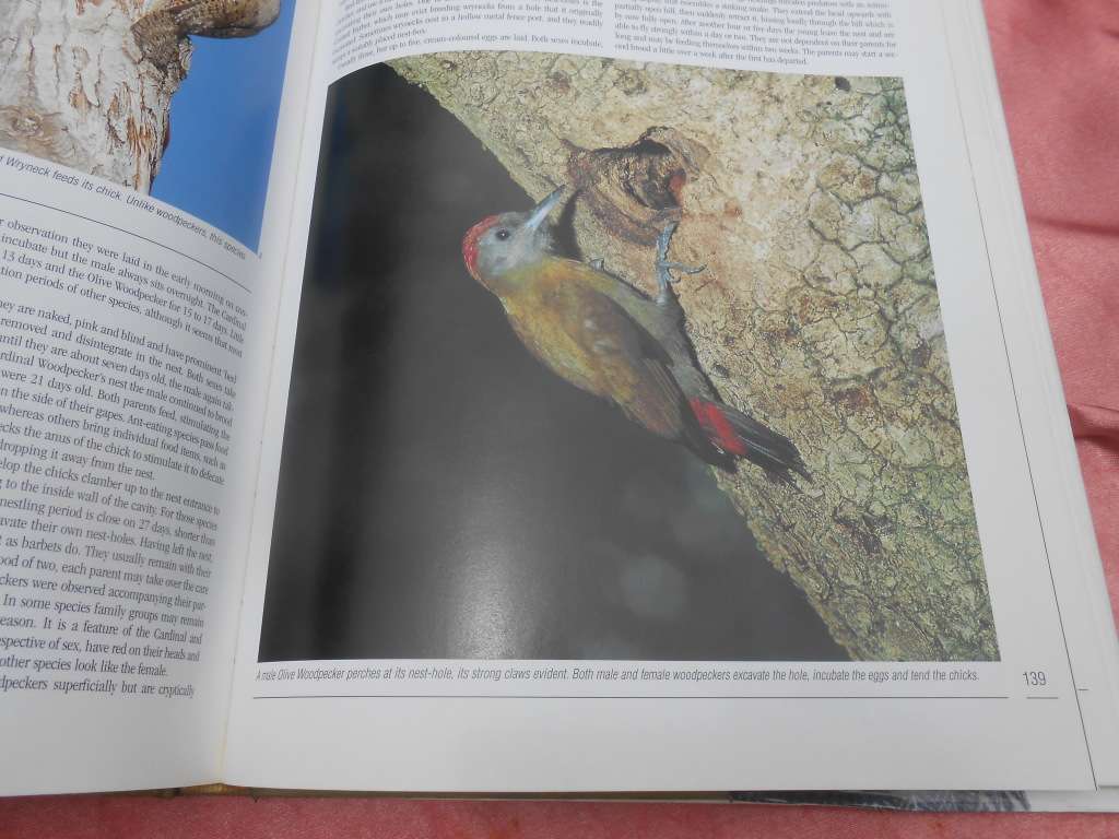 `Nesting Birds`  Hard cover.