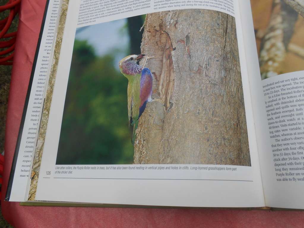 `Nesting Birds`  Hard cover.