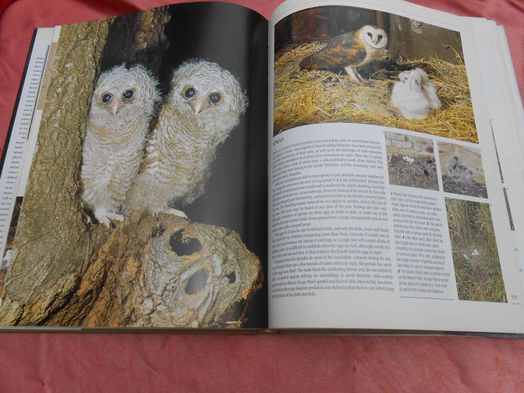 `Nesting Birds`  Hard cover.