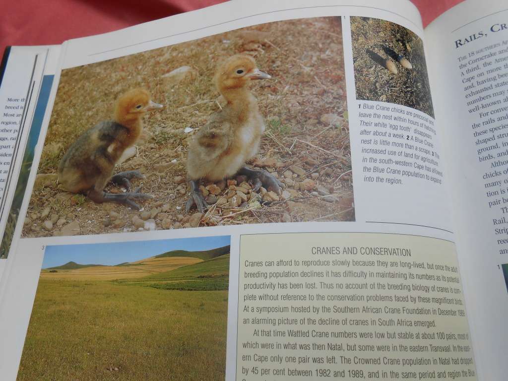 `Nesting Birds`  Hard cover.