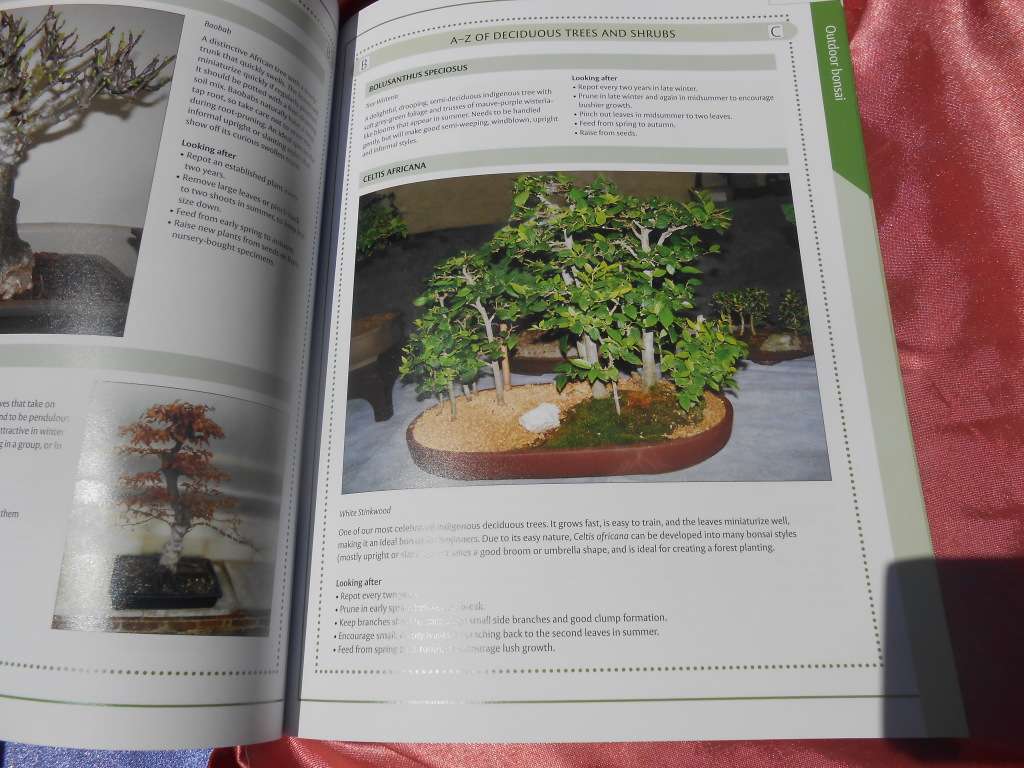 `Bonsai`  The Home Gardener.  Soft cover.