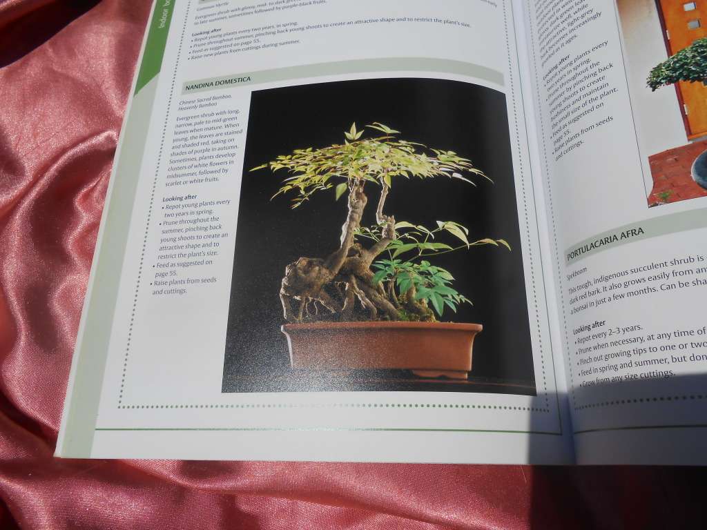 `Bonsai`  The Home Gardener.  Soft cover.