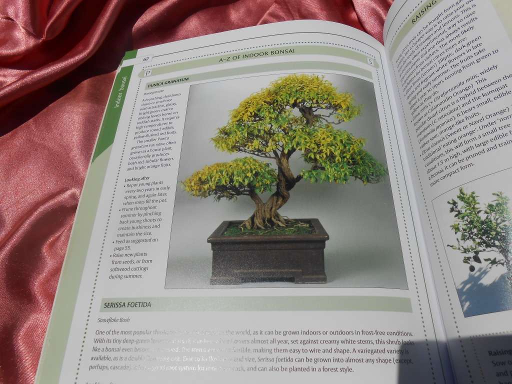 `Bonsai`  The Home Gardener.  Soft cover.