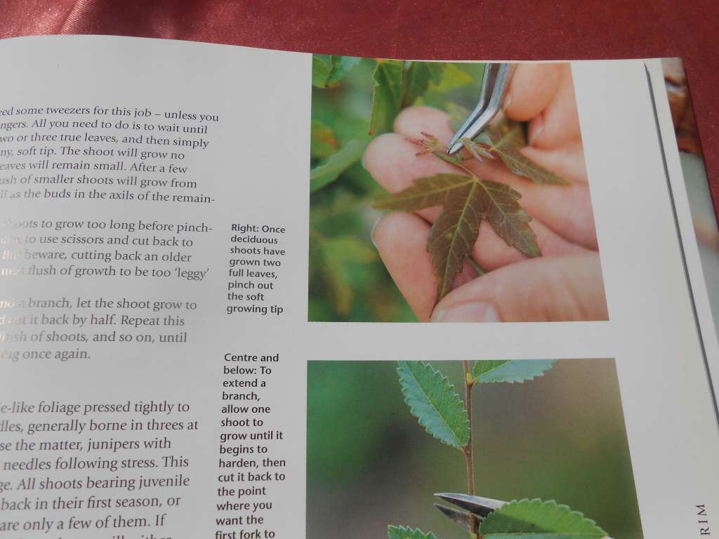 `Bonsai. A care Manual`  Hard cover.