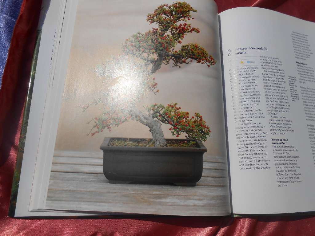 `Bonsai. A care Manual`  Hard cover.