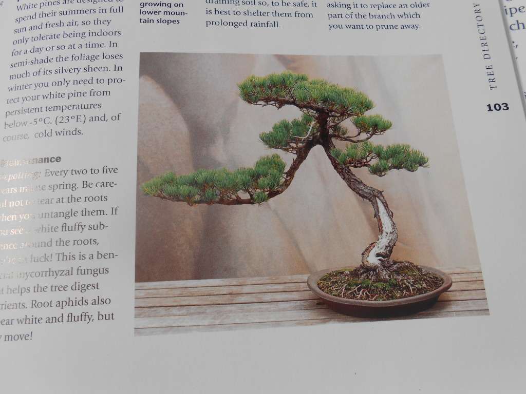 `Bonsai. A care Manual`  Hard cover.