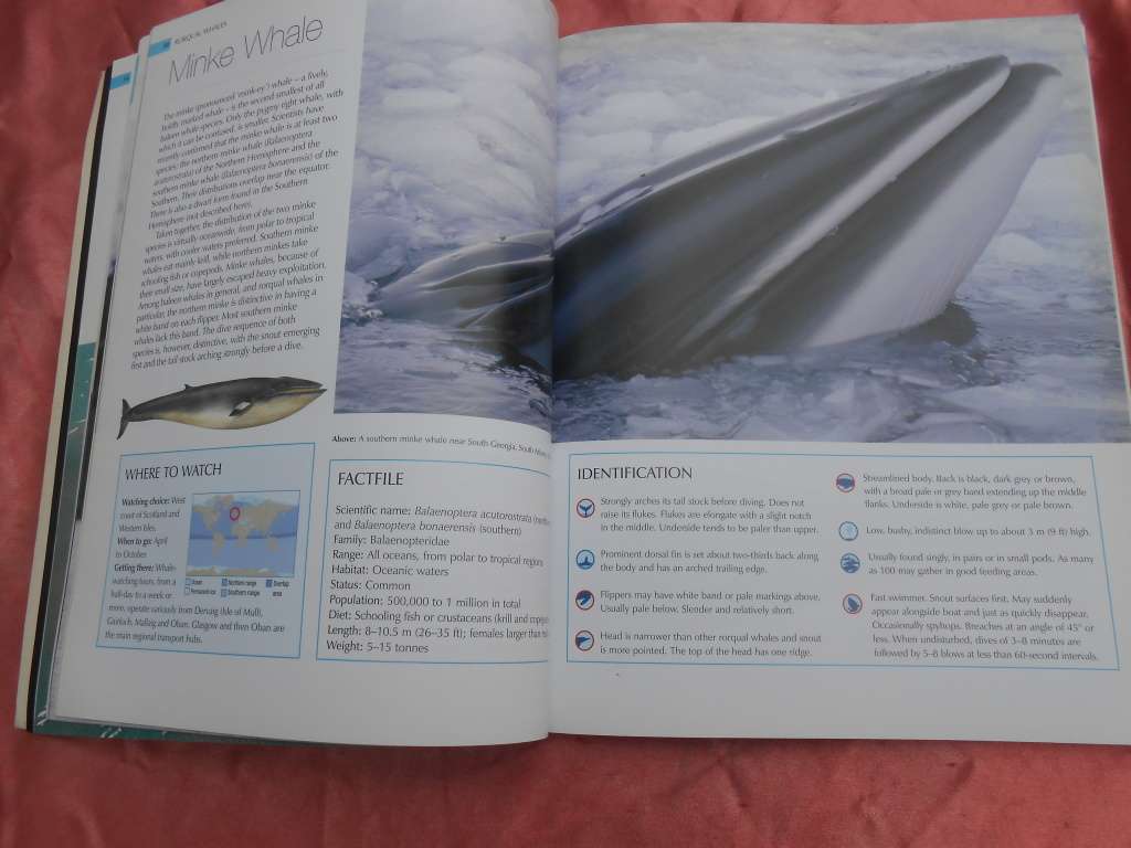 `Whalewatcher`  Soft cover.