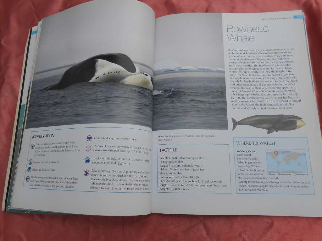 `Whalewatcher`  Soft cover.