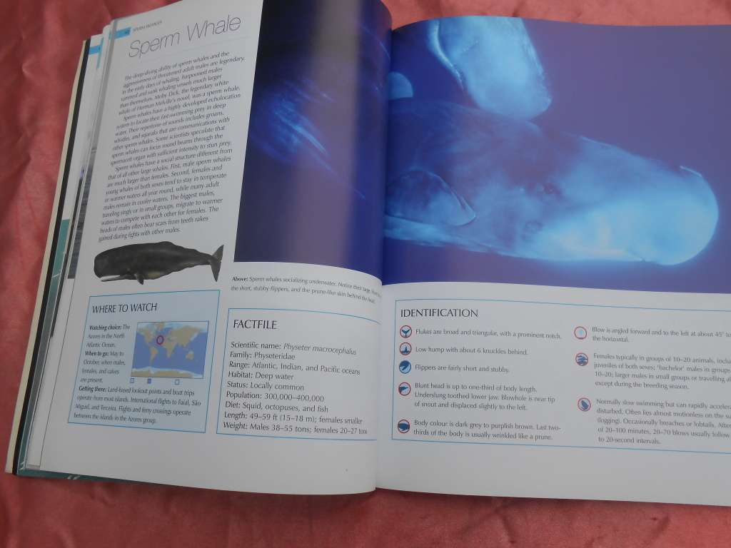 `Whalewatcher`  Soft cover.