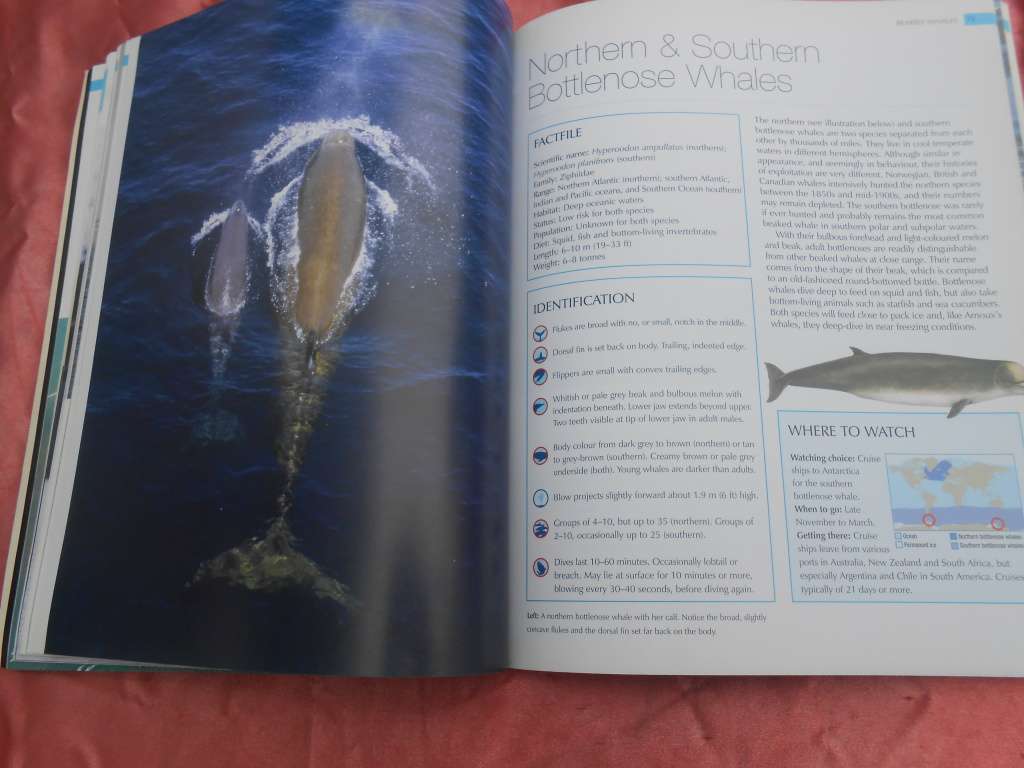 `Whalewatcher`  Soft cover.