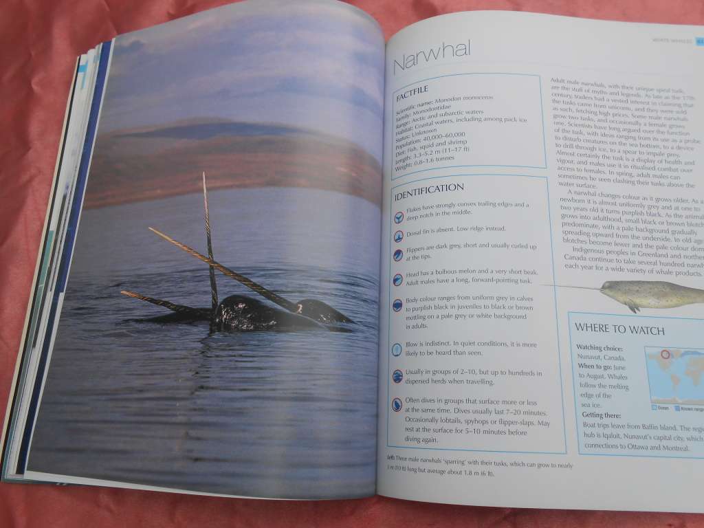 `Whalewatcher`  Soft cover.