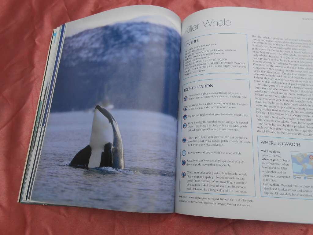 `Whalewatcher`  Soft cover.