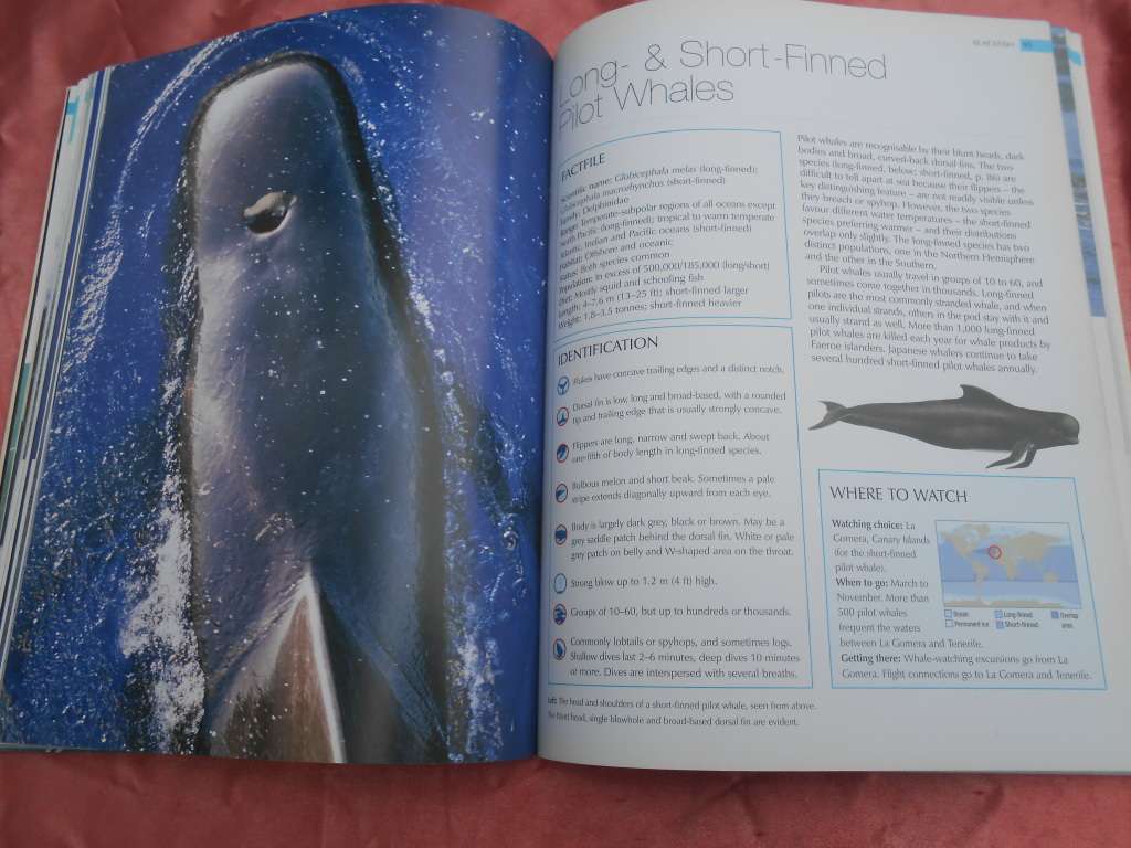 `Whalewatcher`  Soft cover.