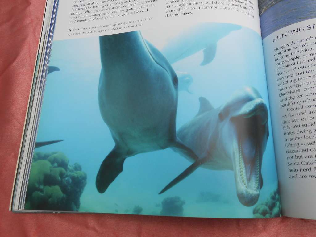 `Whalewatcher`  Soft cover.