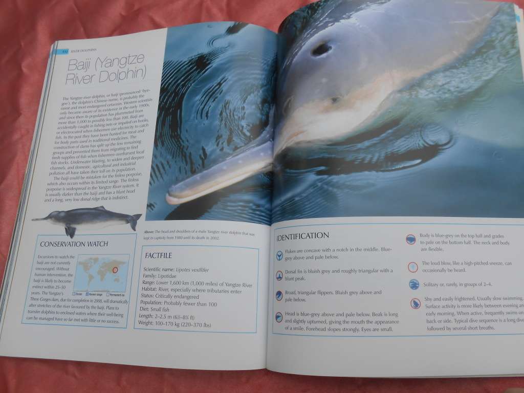 `Whalewatcher`  Soft cover.