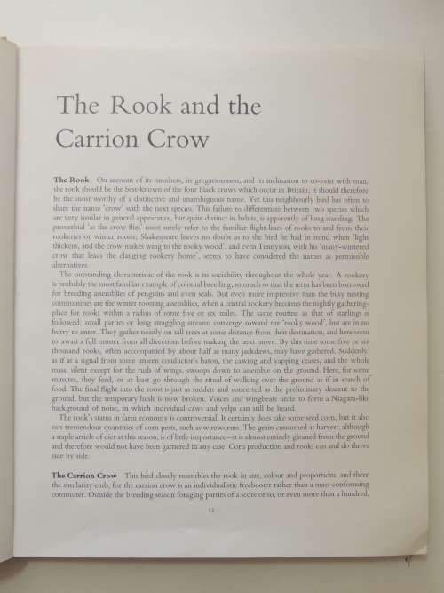 Birds of Town and Village - Paintings by Basil Ede, Text by WD Campbell