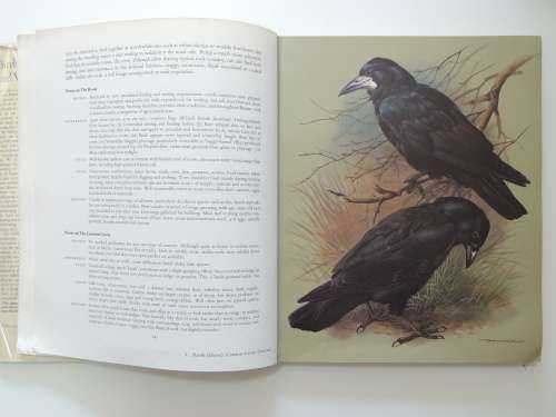 Birds of Town and Village - Paintings by Basil Ede, Text by WD Campbell