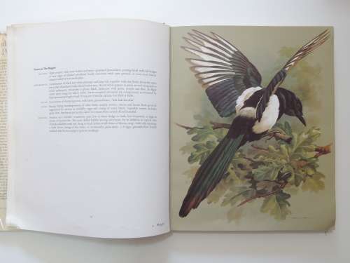 Birds of Town and Village - Paintings by Basil Ede, Text by WD Campbell