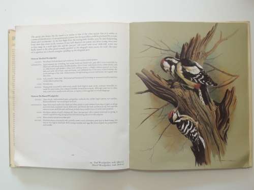 Birds of Town and Village - Paintings by Basil Ede, Text by WD Campbell