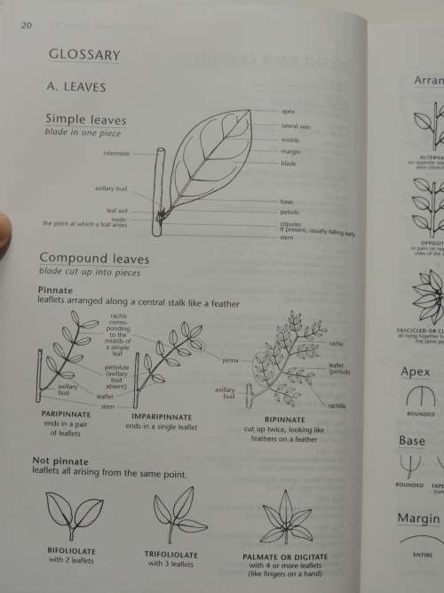 TREES of Southern Africa - 3rd Ed. - Keith and Meg Coates Palgrave