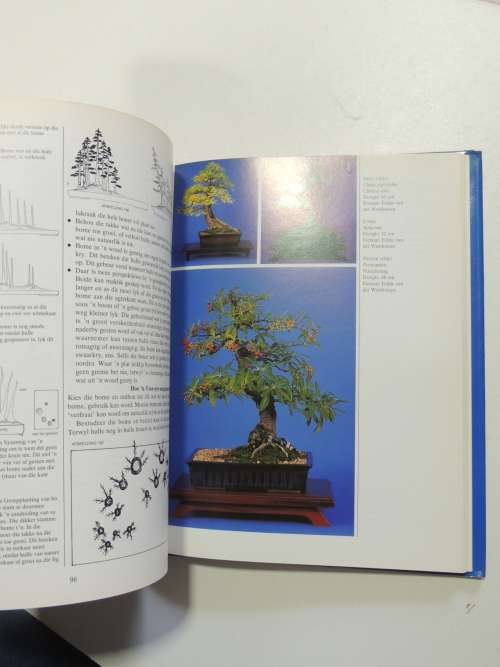 Bemeester Bonsai Pieter Loubser