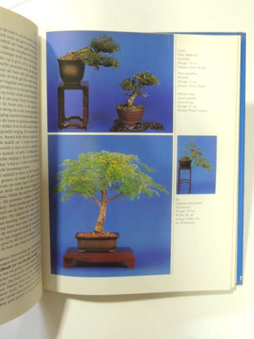 Bemeester Bonsai Pieter Loubser