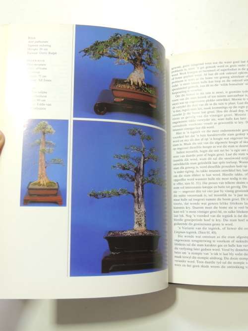 Bemeester Bonsai Pieter Loubser