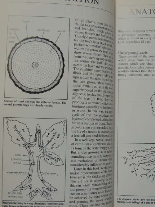 Growing Bonsai in South Africa - Doug Hall