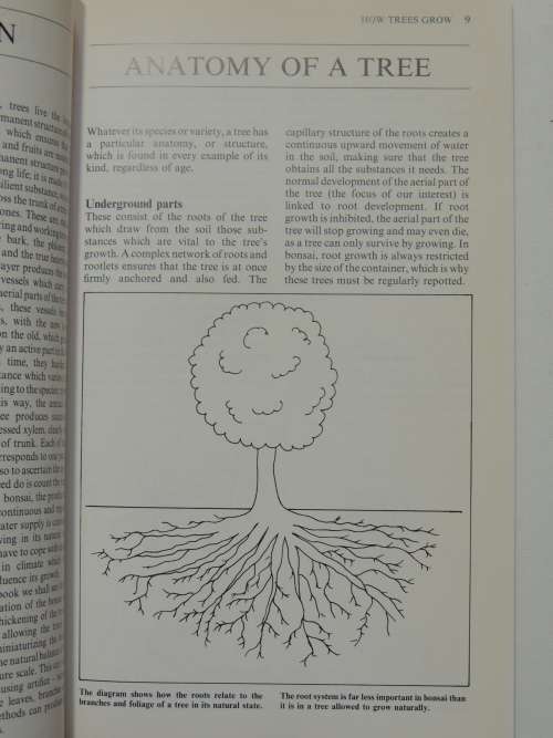 Growing Bonsai in South Africa - Doug Hall