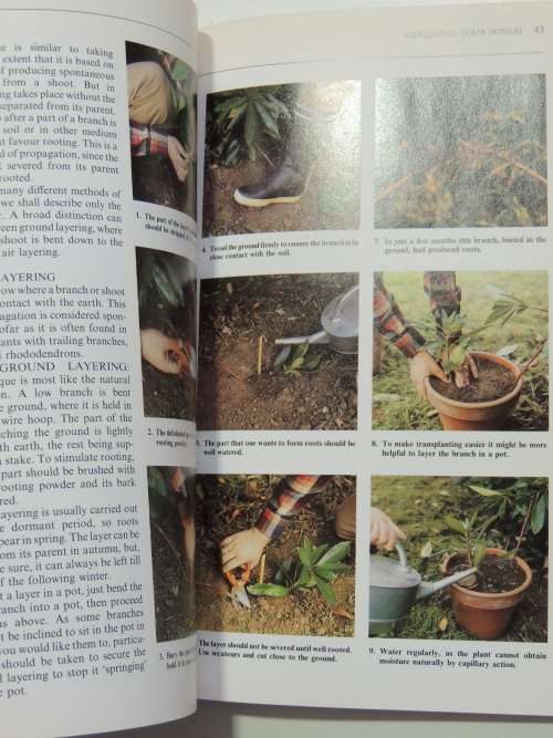 Growing Bonsai in South Africa - Doug Hall