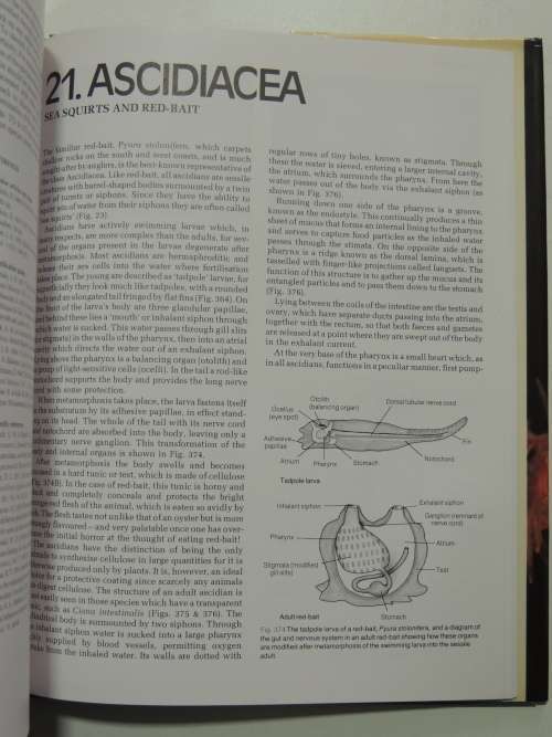 The Living Shores of Southern Africa - Margo & George Branch