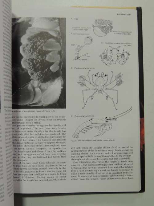 The Living Shores of Southern Africa - Margo & George Branch