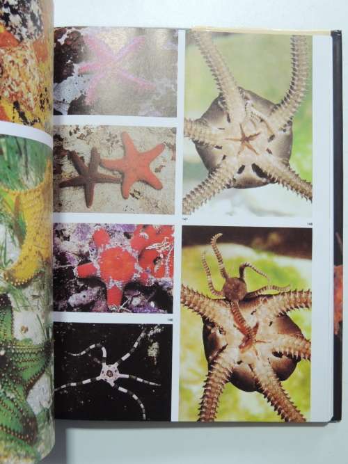 The Living Shores of Southern Africa - Margo & George Branch