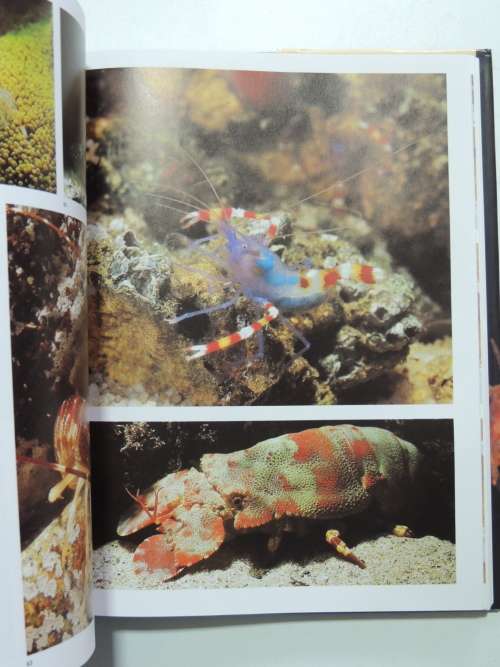 The Living Shores of Southern Africa - Margo & George Branch