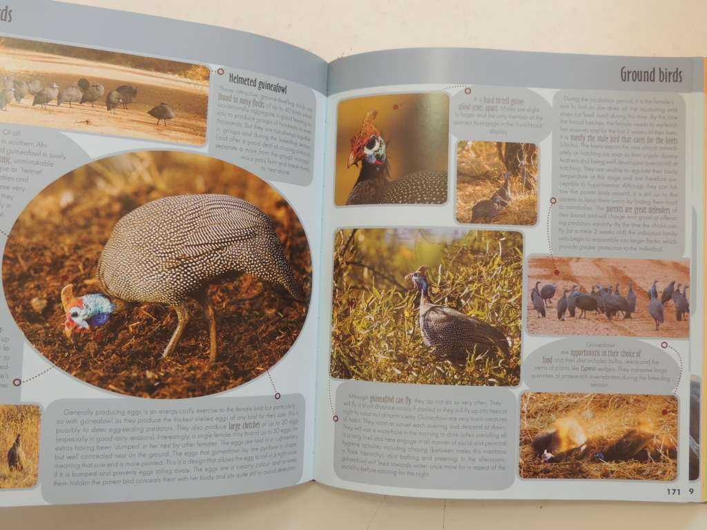 Game Ranger In Your Backpack, All-In-One Interpretative Guide To Lowveld -Megan Emmett, Sean Pattric