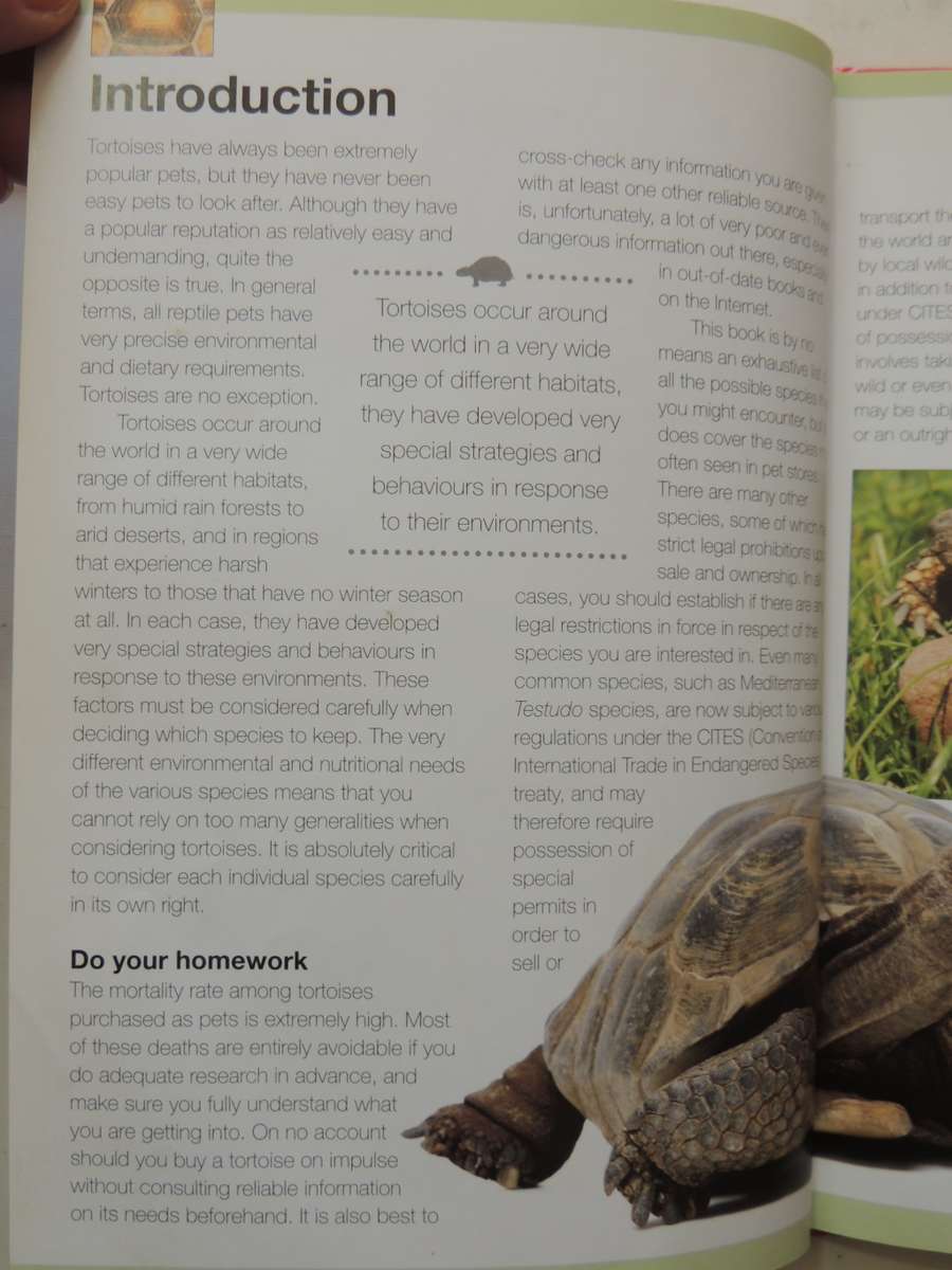 Keeping A Pet Tortoise - Andrew & Nadine Highfield