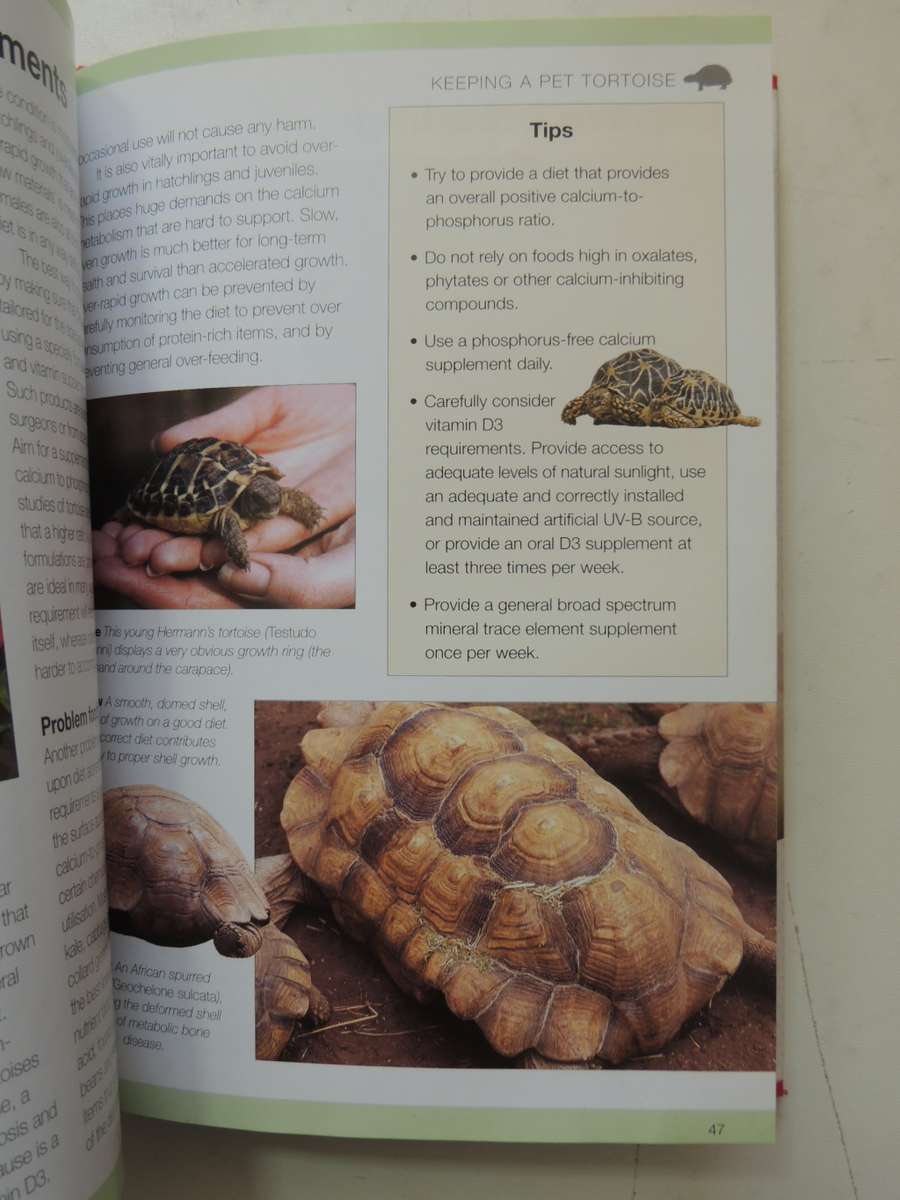 Keeping A Pet Tortoise - Andrew & Nadine Highfield