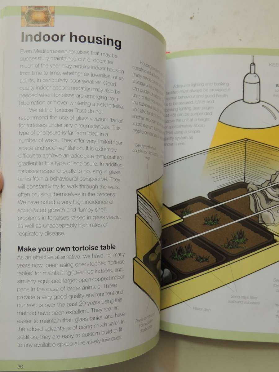 Keeping A Pet Tortoise - Andrew & Nadine Highfield