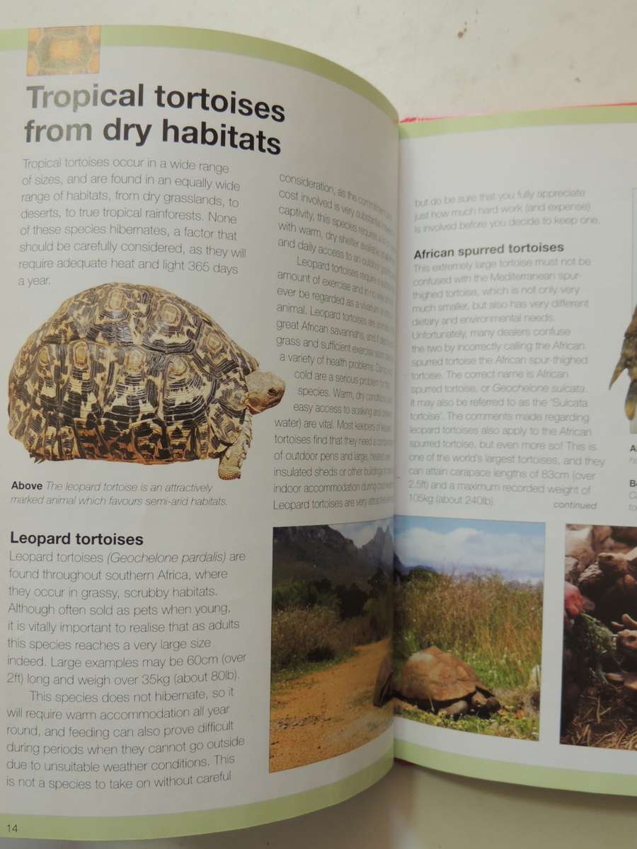 Keeping A Pet Tortoise - Andrew & Nadine Highfield