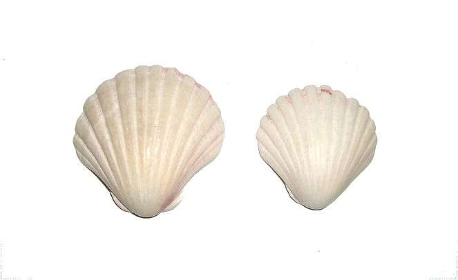 Pair of Gorgeous Ocean Clam Half-Shells for Arts and Crafts (4.8cm Wide and 3.9cm Wide)